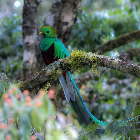 Clusia Lodge Copey Bagian luar foto