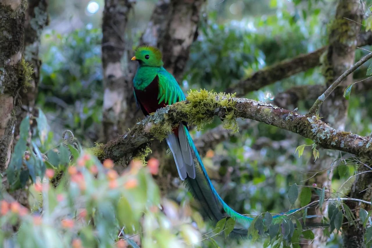 Clusia Lodge Copey Bagian luar foto